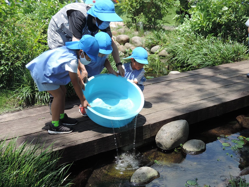 メダカの放流 ゆり組 鹿児島県志布志にある幼稚園 しぶし幼稚園